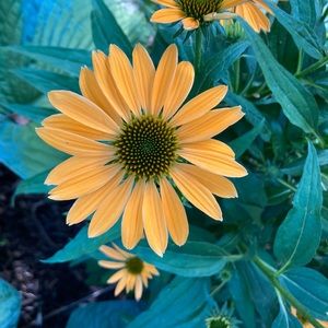 Meet your Posher, Michaela